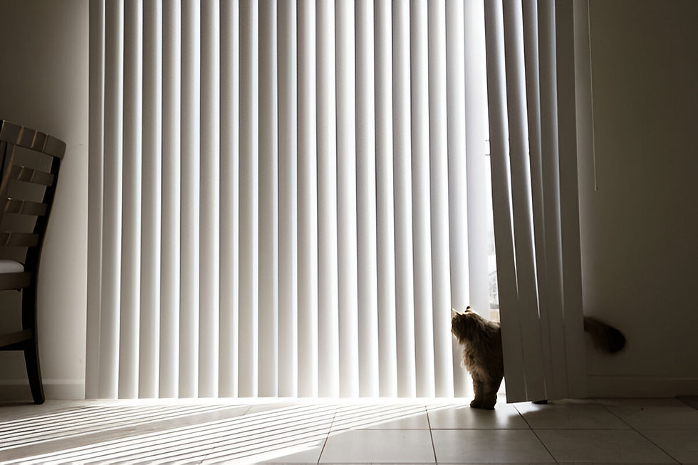 indoor blinds