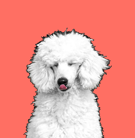 dog-1330543_1920 (3).png