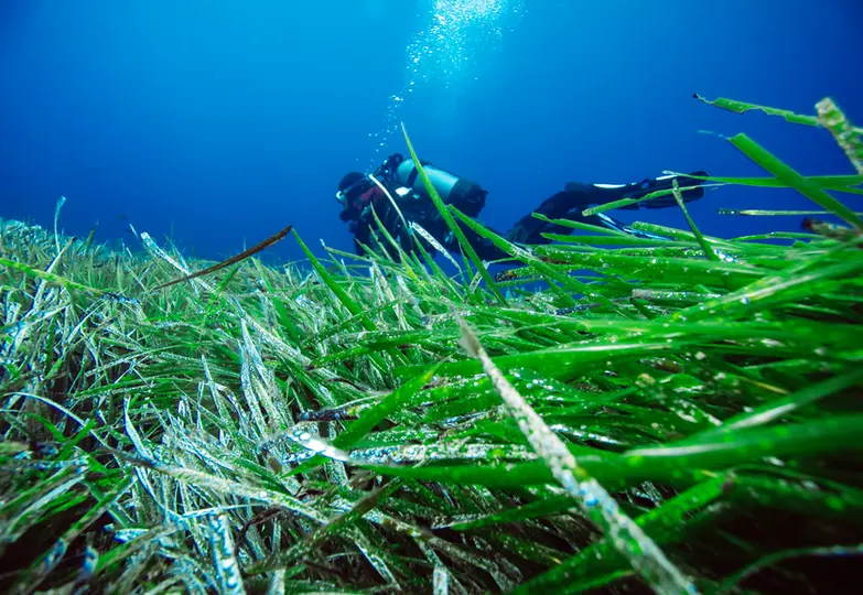 Yoğun Posidonia deniz çayırları "ormanları" arasında tüplü dalış yapan dalgıç. Su altı ormanlarının önemi.