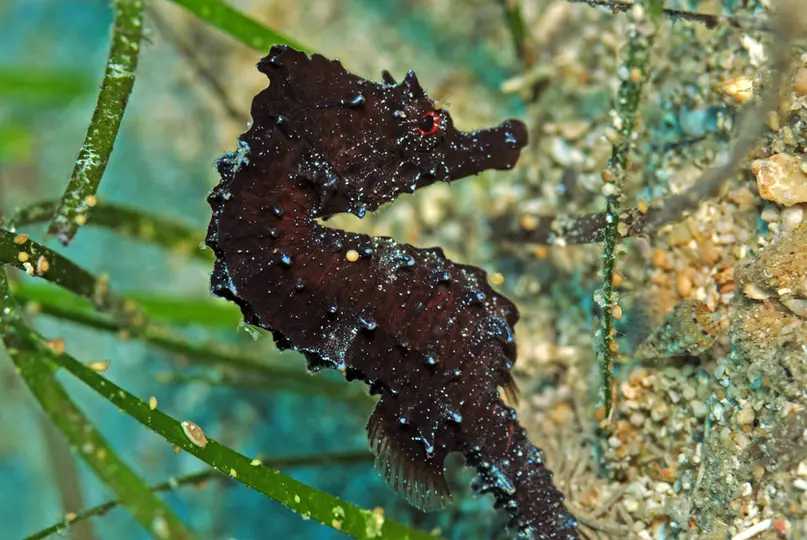 Posidonia çayırlarına tutunmuş, kırmızı gözlü bir denizatı (Hippocampus hippocampus) yakın çekimi. Kıyı habitatlarının önemi.