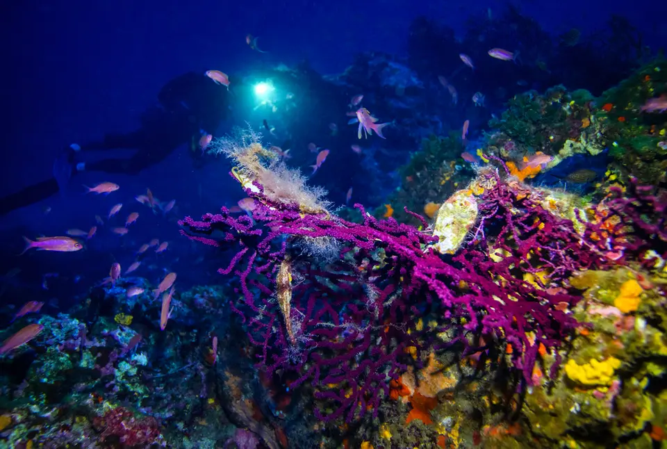 Mor mercanlar ve etrafında yüzen balık sürüsü. Akdeniz'in renkli ve canlı su altı resiflerini keşfetme rehberi.