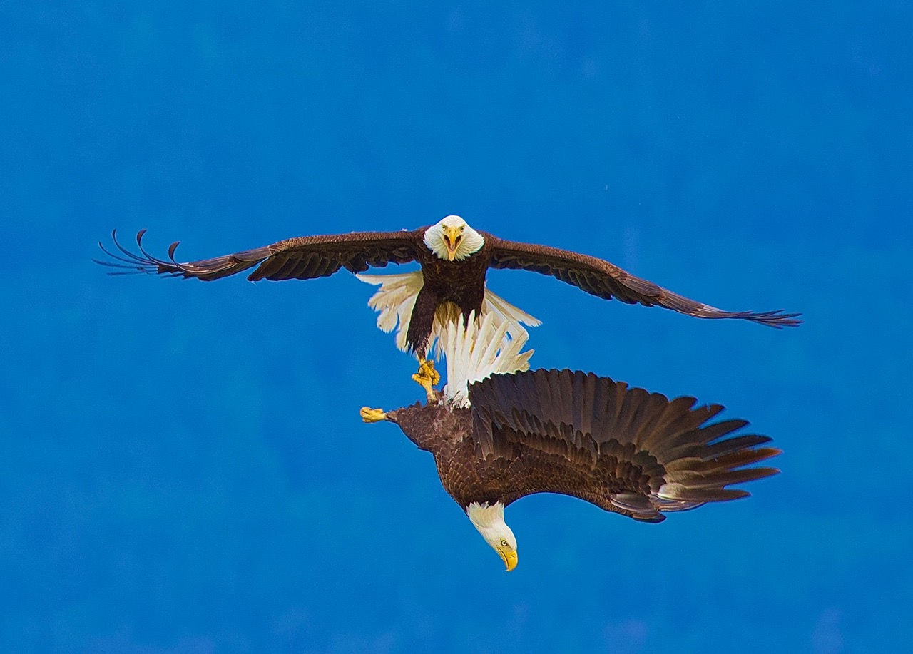 Bald Eagles in Flight Digital File