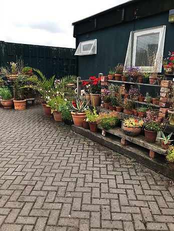 pottted plants at chase doncaster