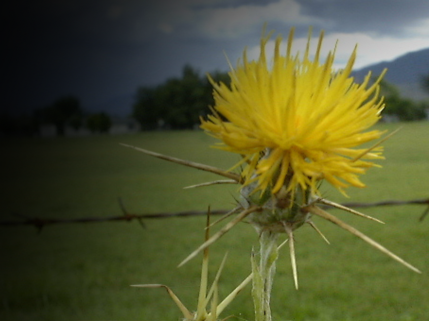 Untitled (4.5 x 11 in) (6 x 4 in)-3.png