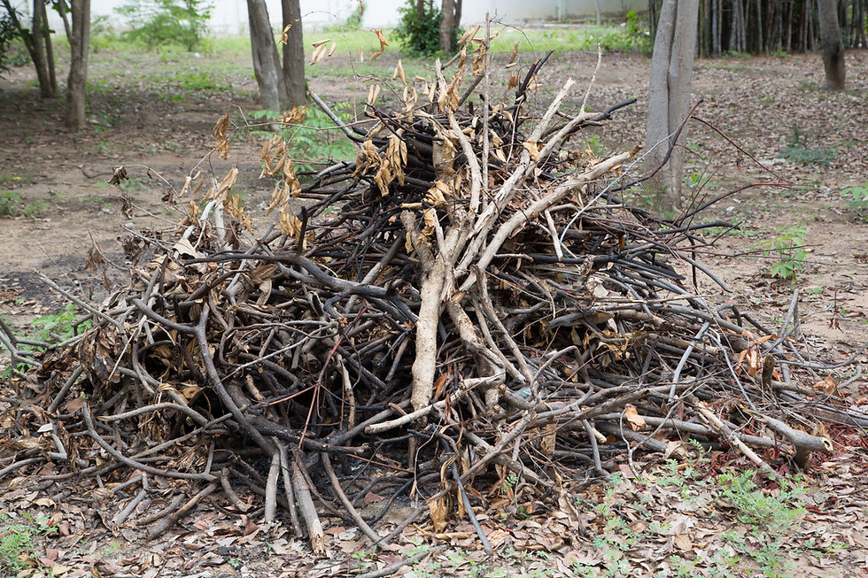 Pile of tree branch, wood stick and gabage.jpg