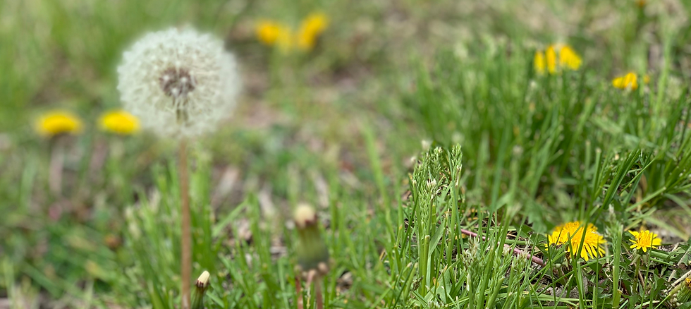 Untitled (4.5 x 11 in) (6 x 4 in)-25.png