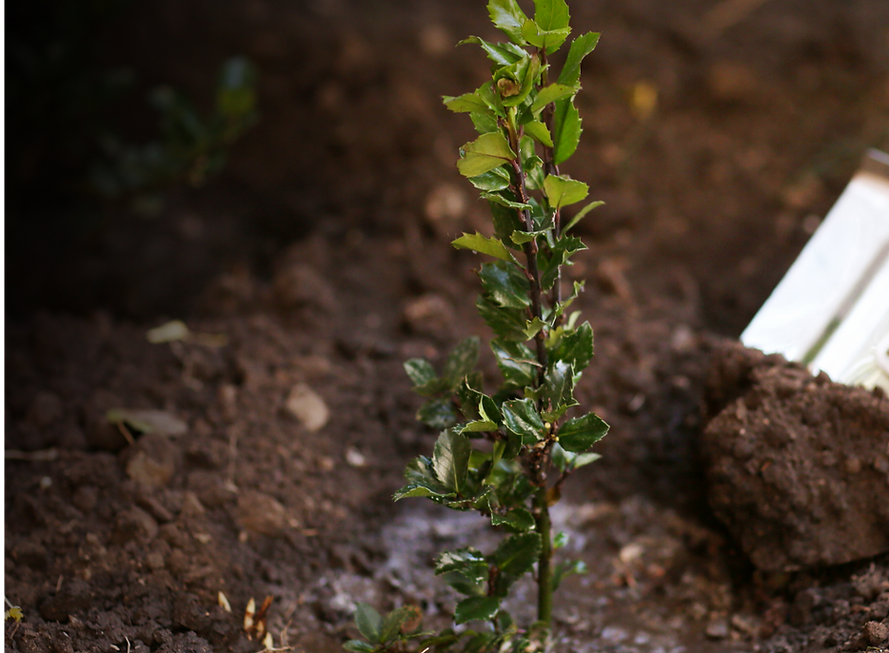 Untitled (4.5 x 11 in) (6 x 4 in)-4.png