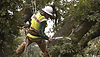 Protect-Your-Trees-From-Lightning-Strikes-1-1024x585.png