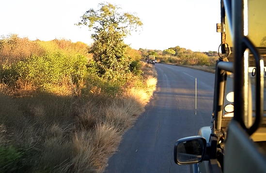 buckler's-africa-lodge-game-drive-morning-view.png