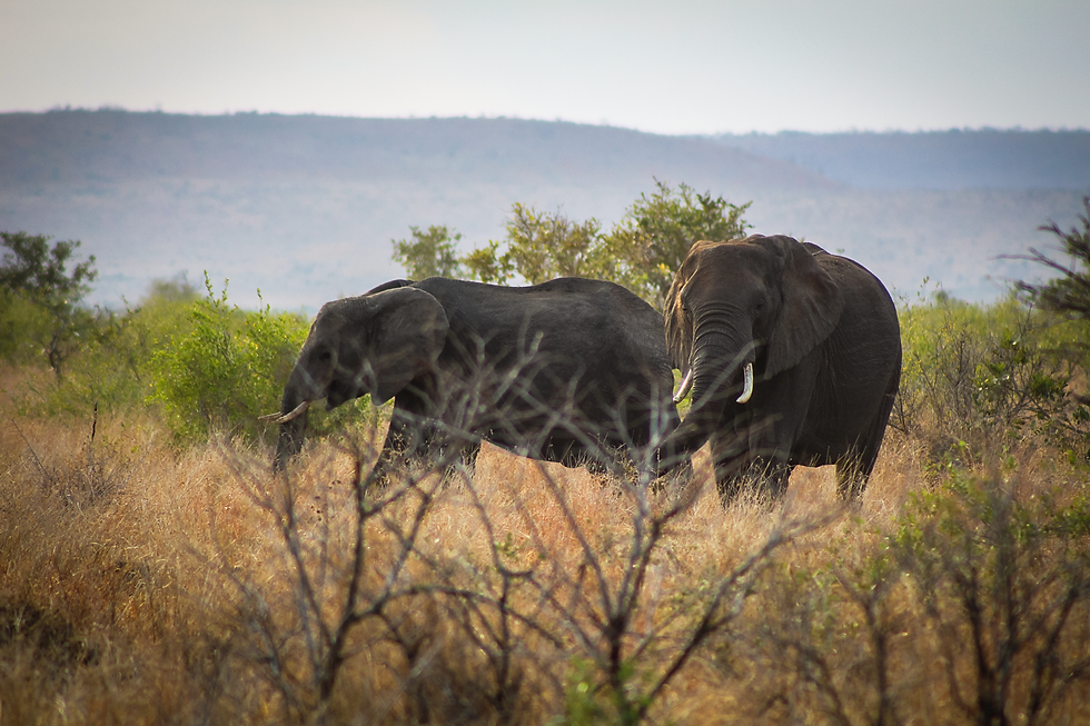 bucklers-africa-lodge-game-drive-elephants