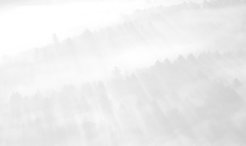 Forest Morning Mist_edited.jpg