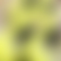 パナレーサーの新作”激タフ”タイヤ入荷しました!