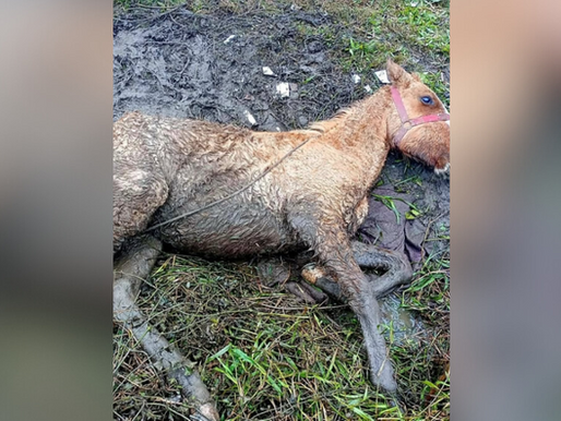 Patram Fiscaliza Maus-Tratos a Cavalo em Pelotas e Garante Tratamento Imediato