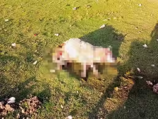 Ovelhas abatidas após ataque de cães soltos em propriedade rural no interior do RS