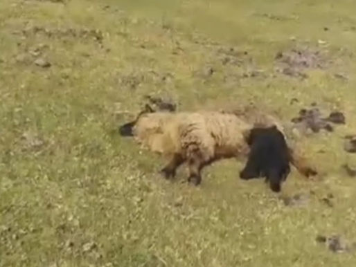 Ovelhas mortas após ataque de cães em propriedade rural no Rio Grande do Sul