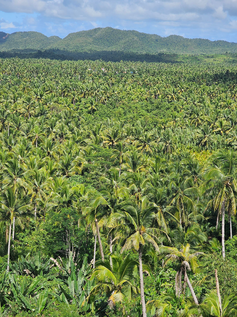 Lush green coconut palm forest stretches to distant rolling hills under a partly cloudy sky, creating a vibrant and tranquil landscape in Siargao