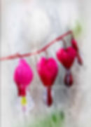 Bleeding Heart