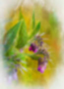 Healing Herb