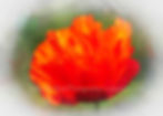 Vibrant Poppy