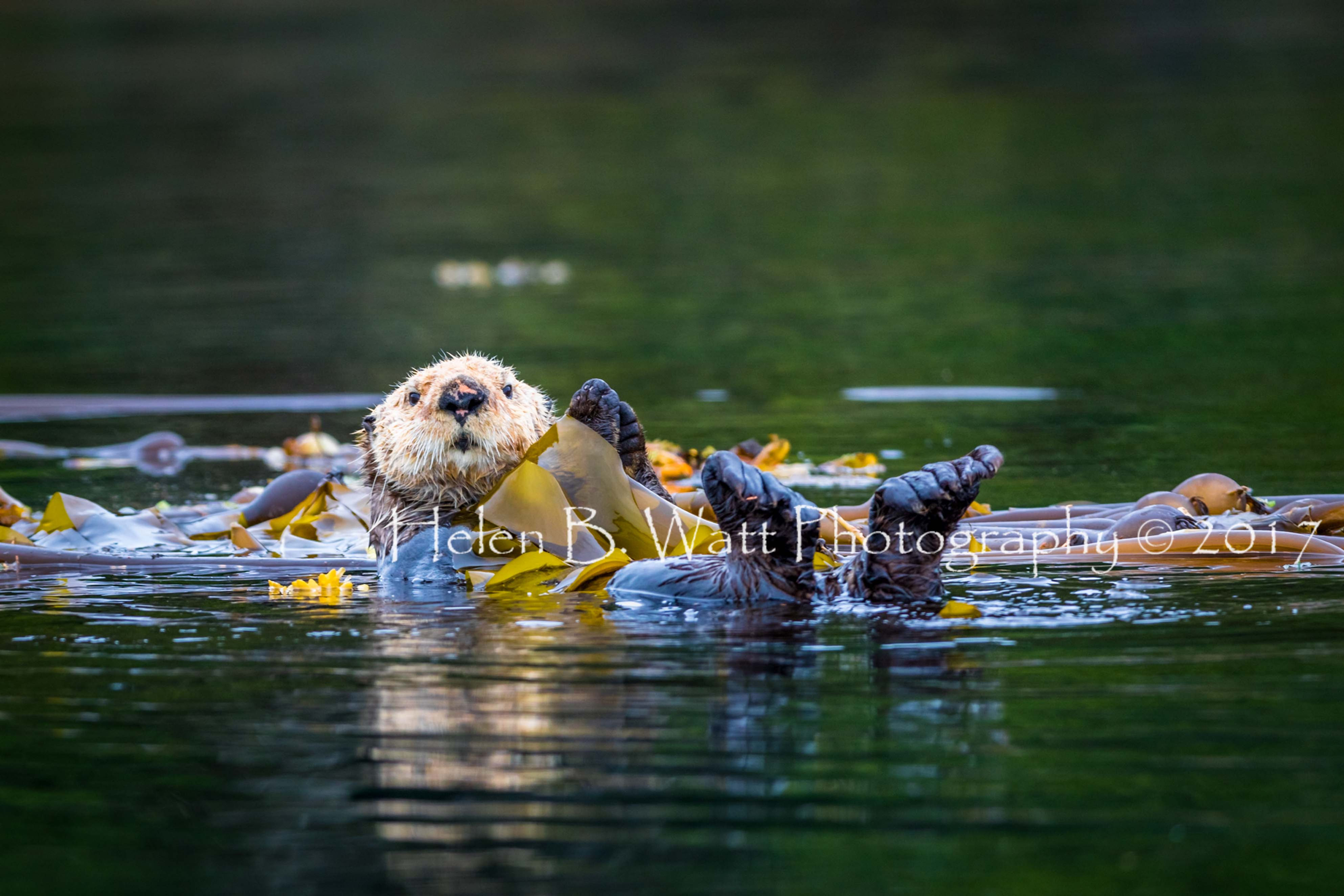 Matted giclee print 7 x 10"