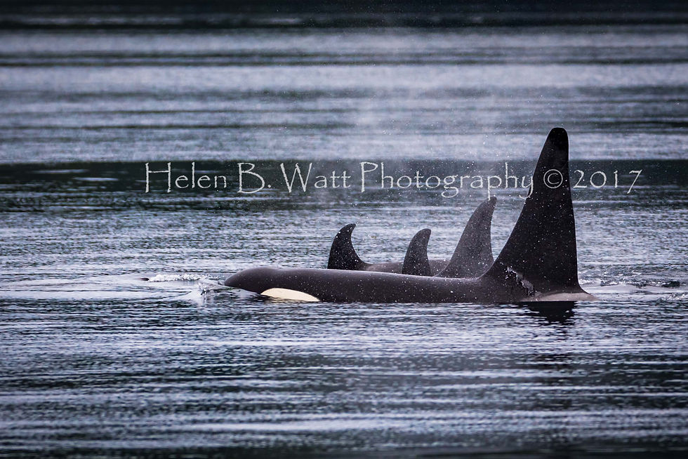 Male Orca and Pod in Black Fish Sound