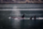 Orca Pod Blackfish Sound