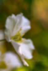 Dreamy Clematis