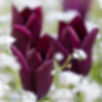 Burgundy Tulips