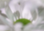 Snowy White