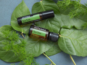 Tea Tree (Teebaum)