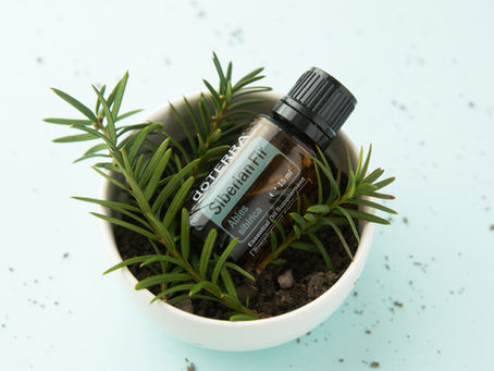 Siberian Fir (Sibirische Tanne)