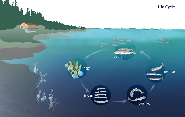 Credits: pacificherring.org
