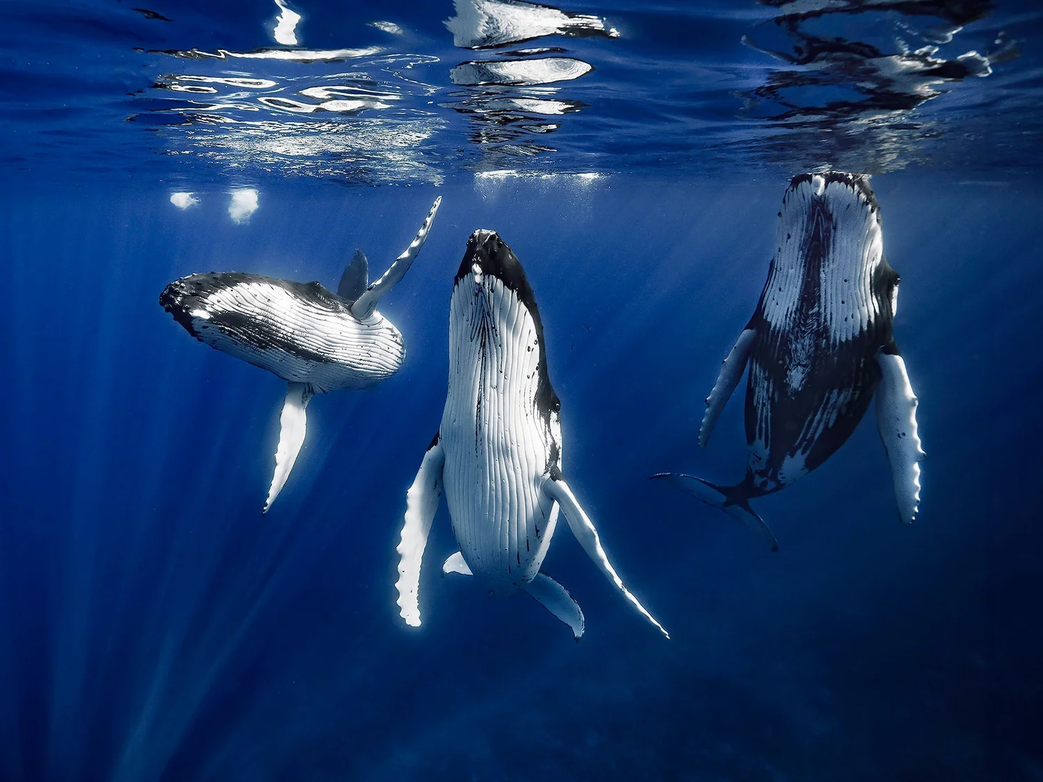 Three whales swimming underwater with sunlight shining through the ocean surface above them.