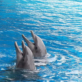 Dolphins swimming in blue ocean water, showing marine animal communication behavior.