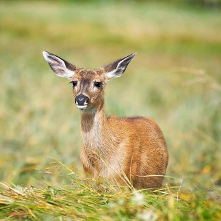 Animal reacting to environment showing awareness and behavior response