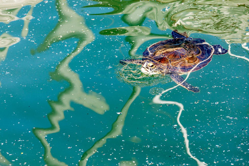 environmental destruction affecting ecosystems and breaking down food chains