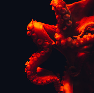 Octopus underwater representing marine animal intelligence and problem solving