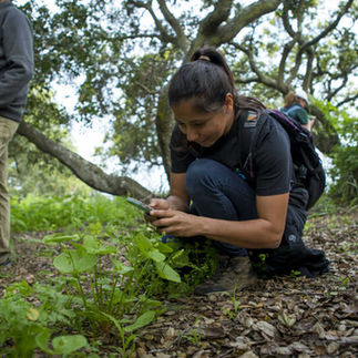 Scientist observing animals in the wild taking notes on behavior