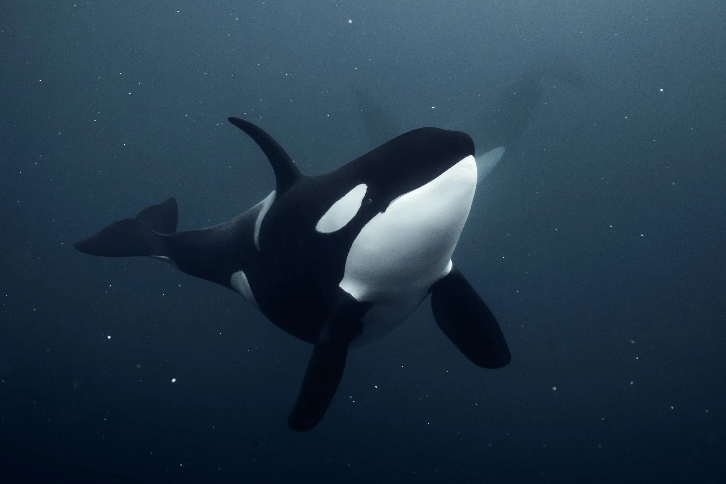 Orca whale swimming underwater in a dark blue ocean environment.