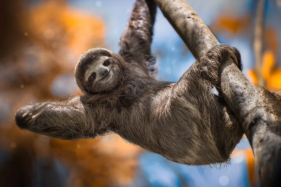 Animals That Function Best Alone