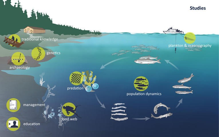 Credits: pacificherring.org