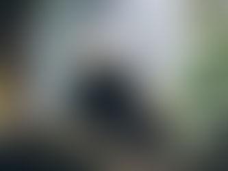 Giant panda in a forest representing wildlife conservation efforts