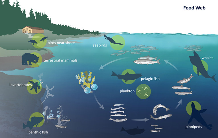Credits: pacificherring.org