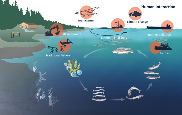 Credits: pacificherring.org