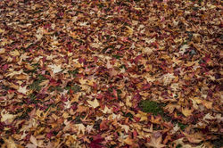 Autunno_Parco_Lambro-31