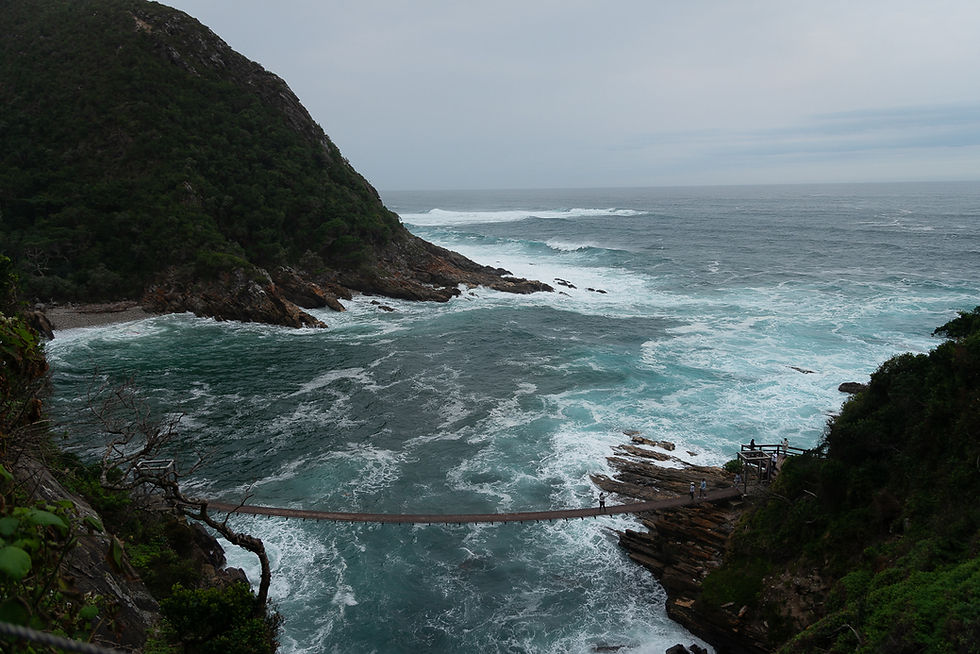 Dove la foresta incontra l’oceano