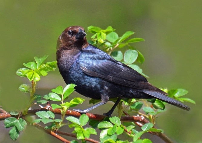 Brown-headed Cowbird by Acrylic Artist.jpg