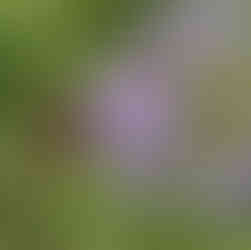 Butterfly in DeBary Golf and Country Club