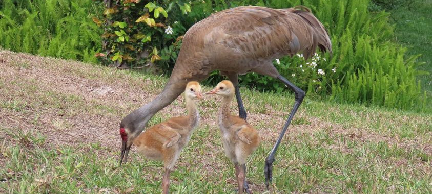 "Sand Hill Crane family in our Woodbound Lakes neighborhood"