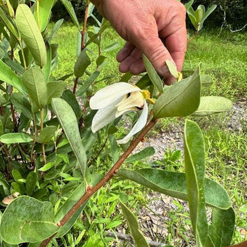 Explore Alexander Island with the Florida Native Plant Society